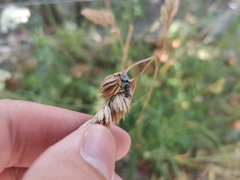Homocyrtus