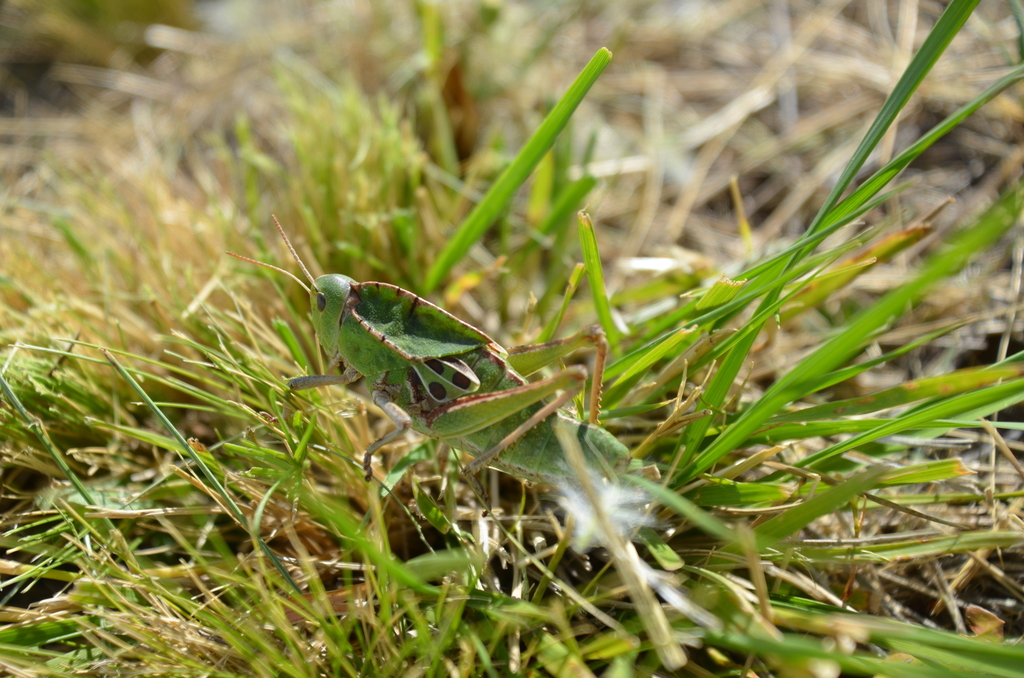 Alcamenes granulatus