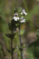Euphrasia hirtella