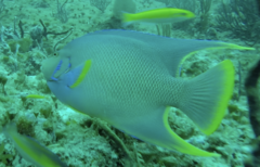 Holacanthus bermudensis