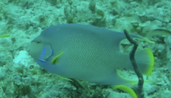 Holacanthus bermudensis