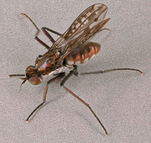 Hydrophorus nebulosus