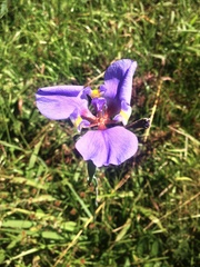 Phalocallis coelestis