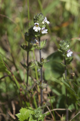 Euphrasia hirtella