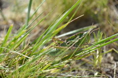 Alcamenes granulatus