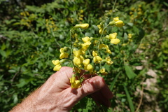 Baptisia sphaerocarpa