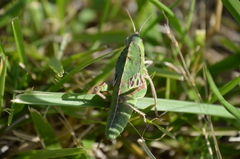 Alcamenes granulatus