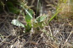Alcamenes granulatus