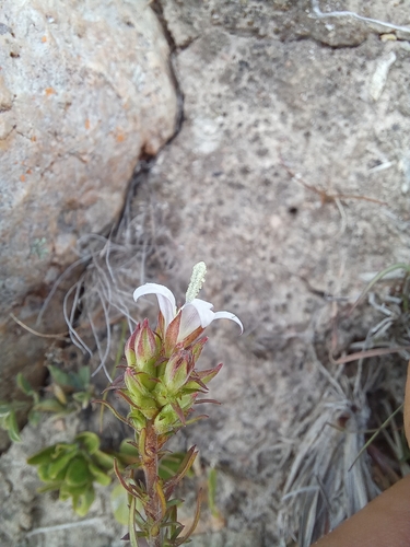 Image of Cluster Bell (Roella spicata) by (c) kevin koen, some rights reserved (CC BY-SA)