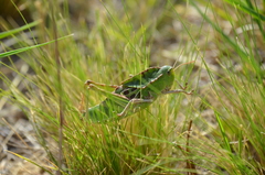 Alcamenes granulatus