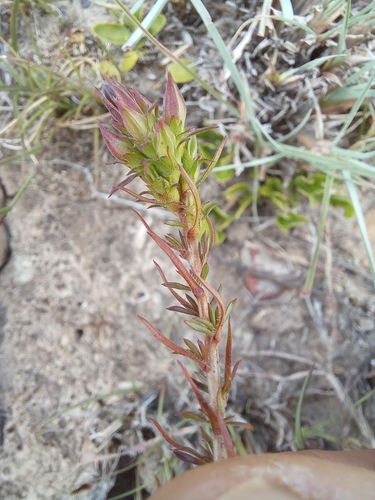 Image of Roella spicata by (c) kevin koen, some rights reserved (CC BY-SA)