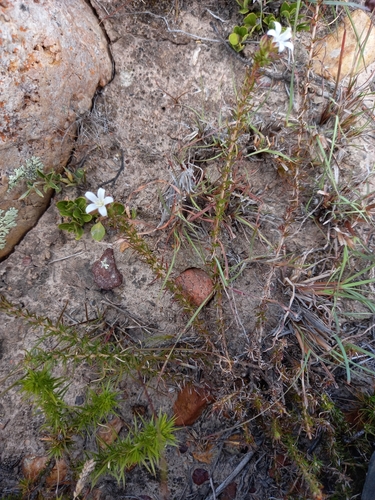 Image of Roella spicata by (c) kevin koen, some rights reserved (CC BY-SA)