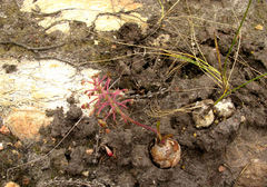 Ledebouria floribunda