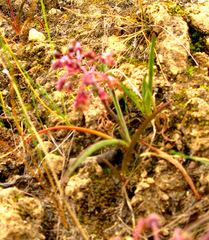 Ledebouria floribunda
