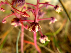 Ledebouria floribunda