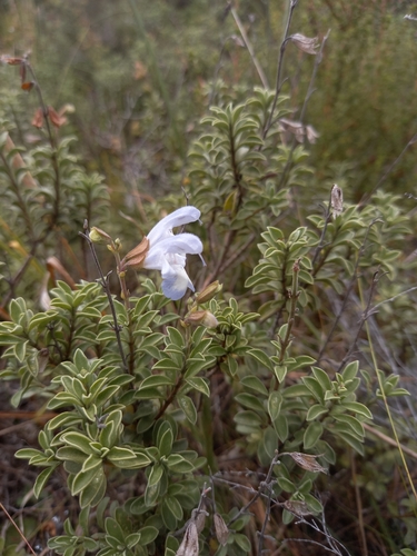 Vicks Sage (Salvia muirii)