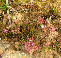 Ledebouria floribunda