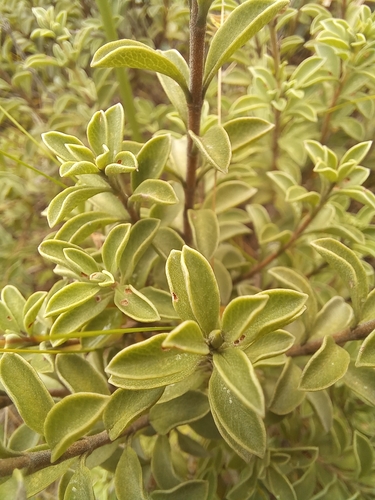 Salvia muirii, photograph 2