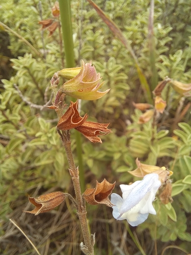 Image of Salvia muirii by (c) kevin koen, some rights reserved (CC BY-SA)