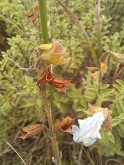 Salvia muirii