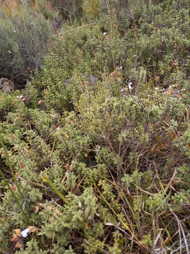 Image of Salvia muirii by (c) kevin koen, some rights reserved (CC BY-SA)