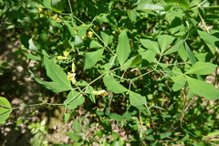 Baptisia sphaerocarpa