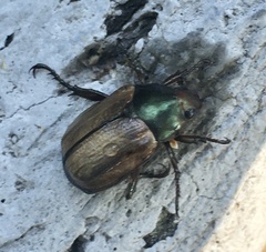 Anomala testaceipennis