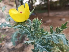 Argemone mexicana