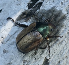 Anomala testaceipennis