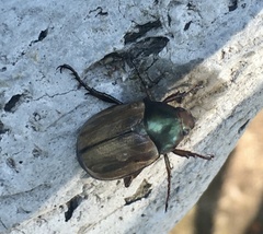 Anomala testaceipennis