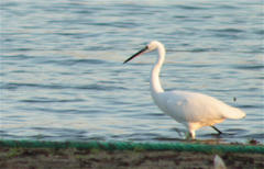 Egretta garzetta