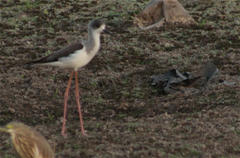 Himantopus himantopus