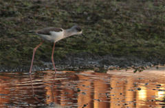 Himantopus himantopus