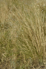 Stipa pennata