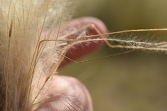 Stipa pennata