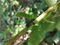 Aegorhinus superciliosus