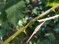 Aegorhinus superciliosus