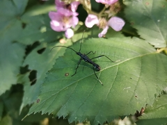 Hephaestion corralensis