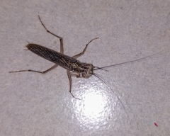 Mantoida