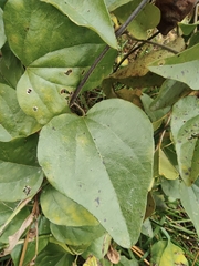 Cocculus orbiculatus