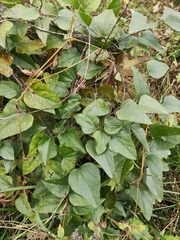 Cocculus orbiculatus