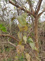 Cocculus orbiculatus