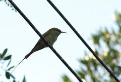 Merops viridissimus