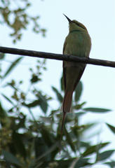 Merops viridissimus