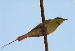 Merops viridissimus