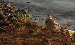 Motacilla alba