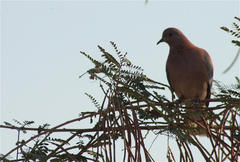 Streptopelia senegalensis