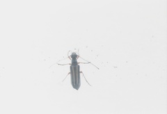 Cornumutila quadrivittata