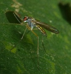 Sciapus