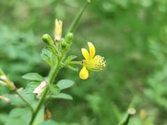Cleome viscosa